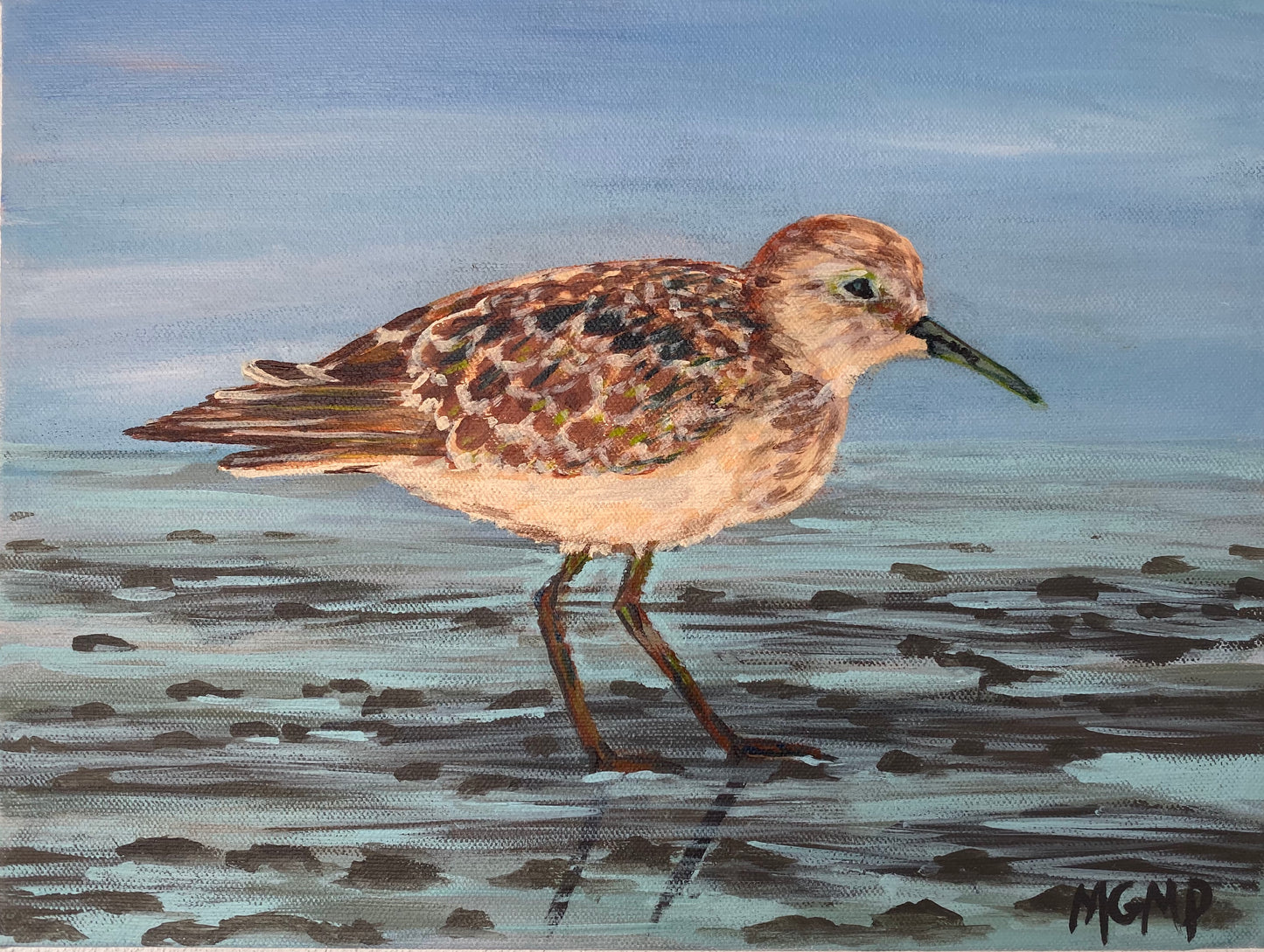 Sanderling On The Rocks