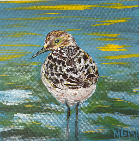 Wading Sanderling